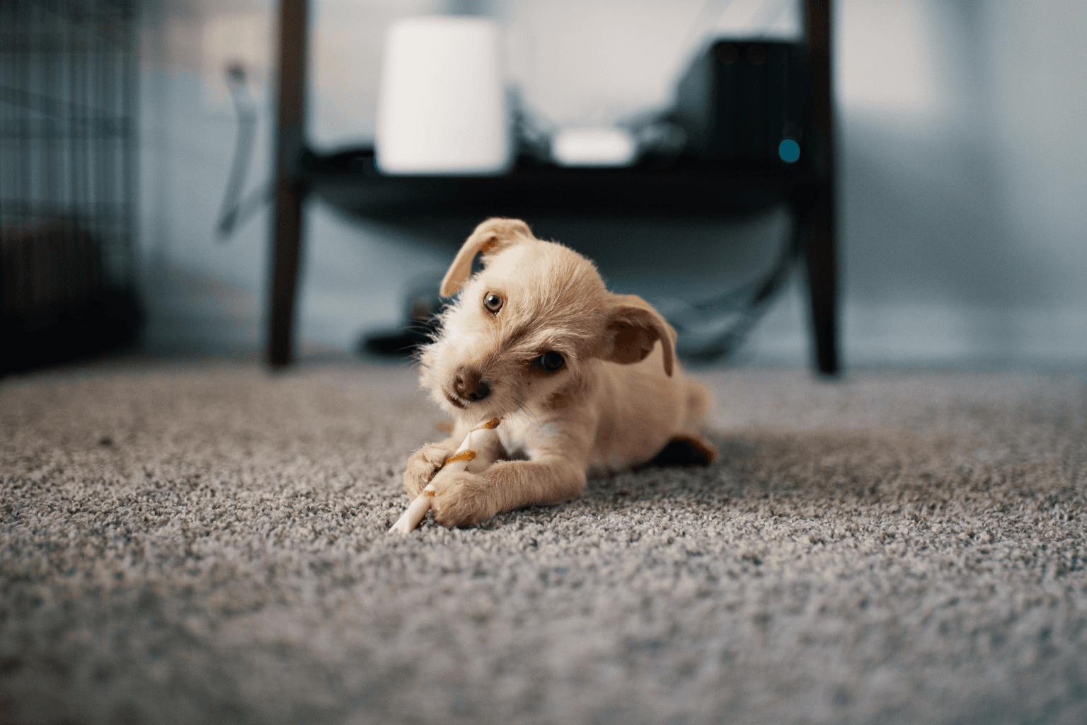 Pet Odor & Stain Removal